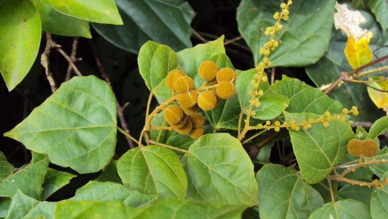 Cây Bùm bụp trườn. Mollotus repandus (Willd.) Muell - Cây Thuốc Nam Quanh Ta